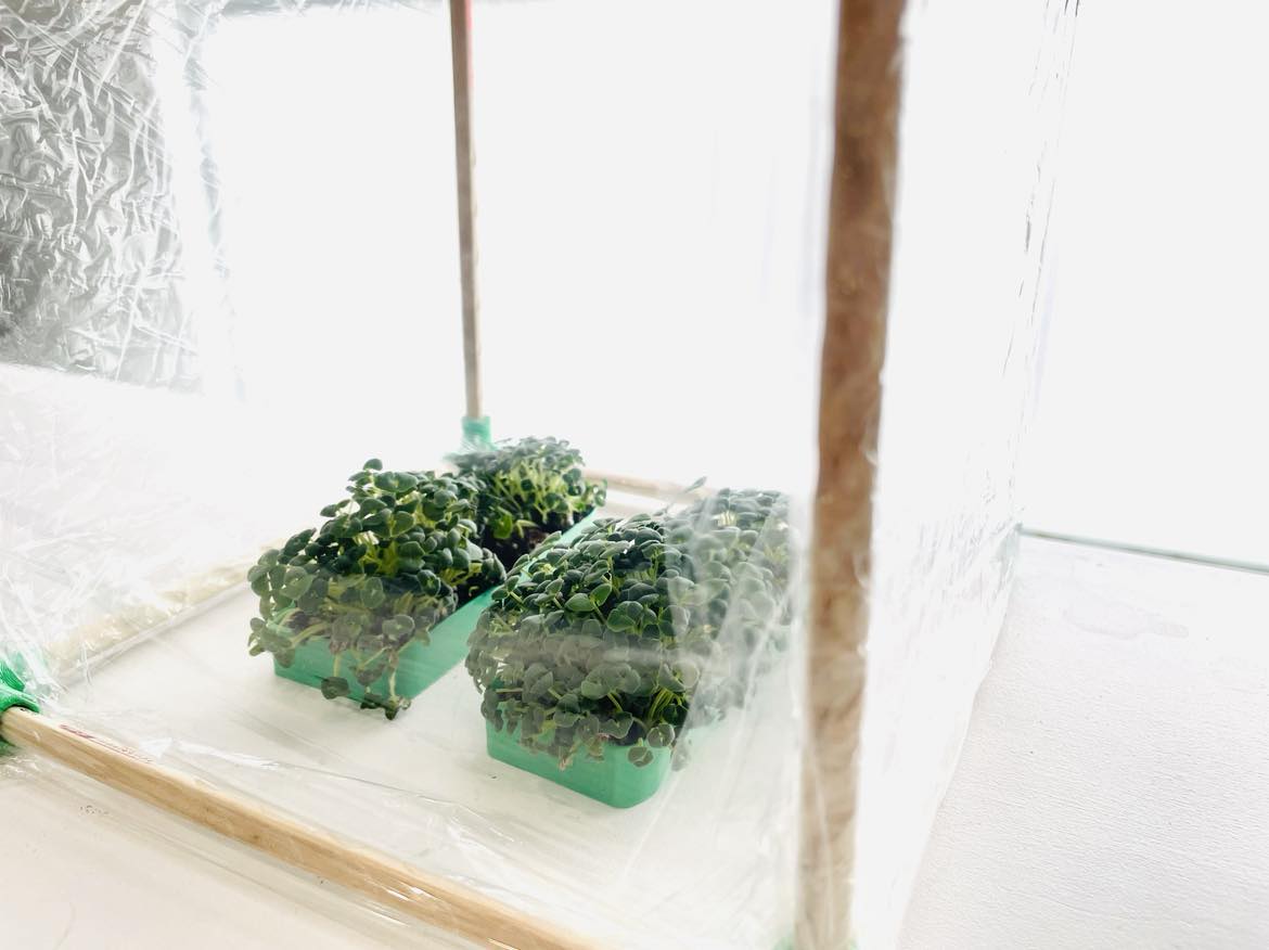 DIY Mini Greenhouse Kit, Chia Seed Garden
