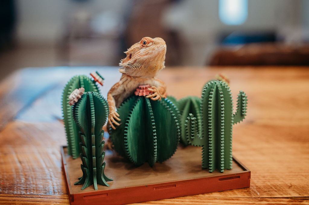 DIY 3D Cactus Garden Kit