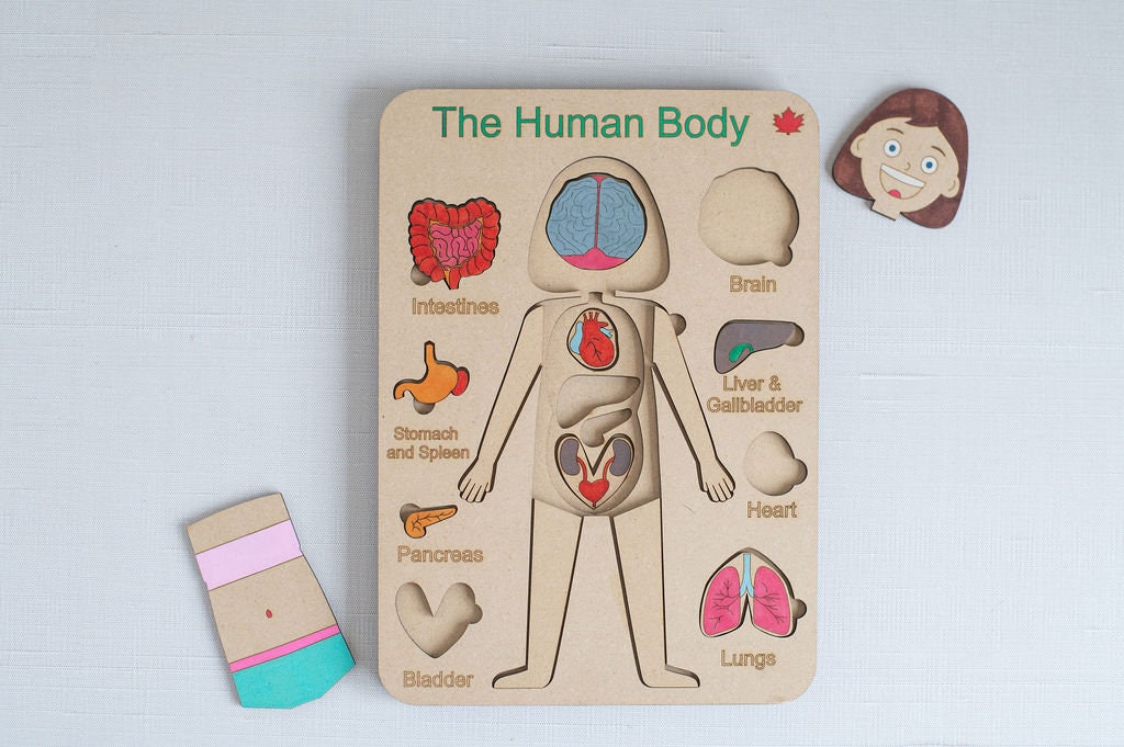 DIY Female Human Body Puzzle Kit, Internal Organs Matching Game