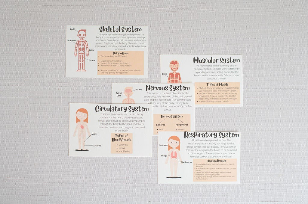 DIY Male Human Body Puzzle Kit, Internal Organs Matching Game