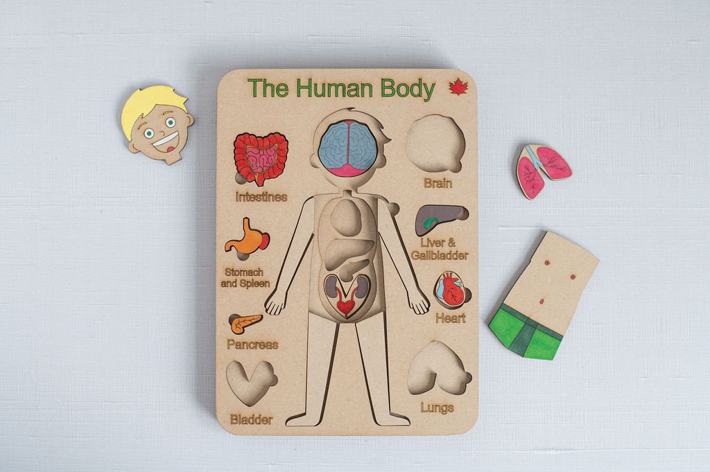 DIY Male Human Body Puzzle Kit, Internal Organs Matching Game