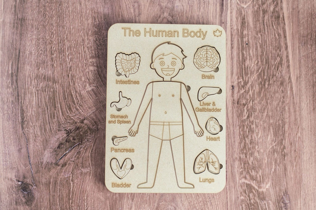DIY Male Human Body Puzzle Kit, Internal Organs Matching Game
