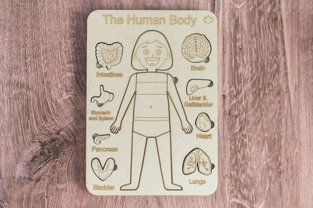 DIY Female Human Body Puzzle Kit, Internal Organs Matching Game