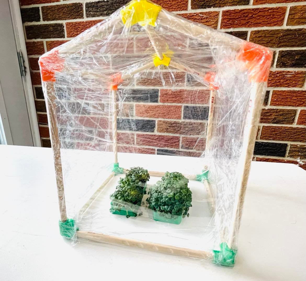 DIY Mini Greenhouse Kit, Chia Seed Garden