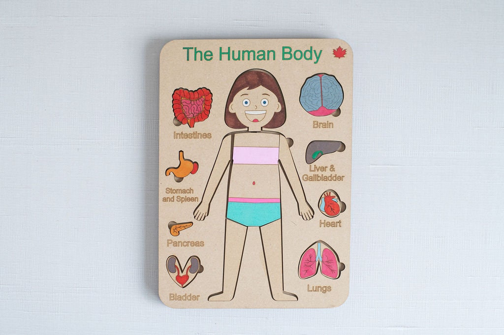 DIY Female Human Body Puzzle Kit, Internal Organs Matching Game