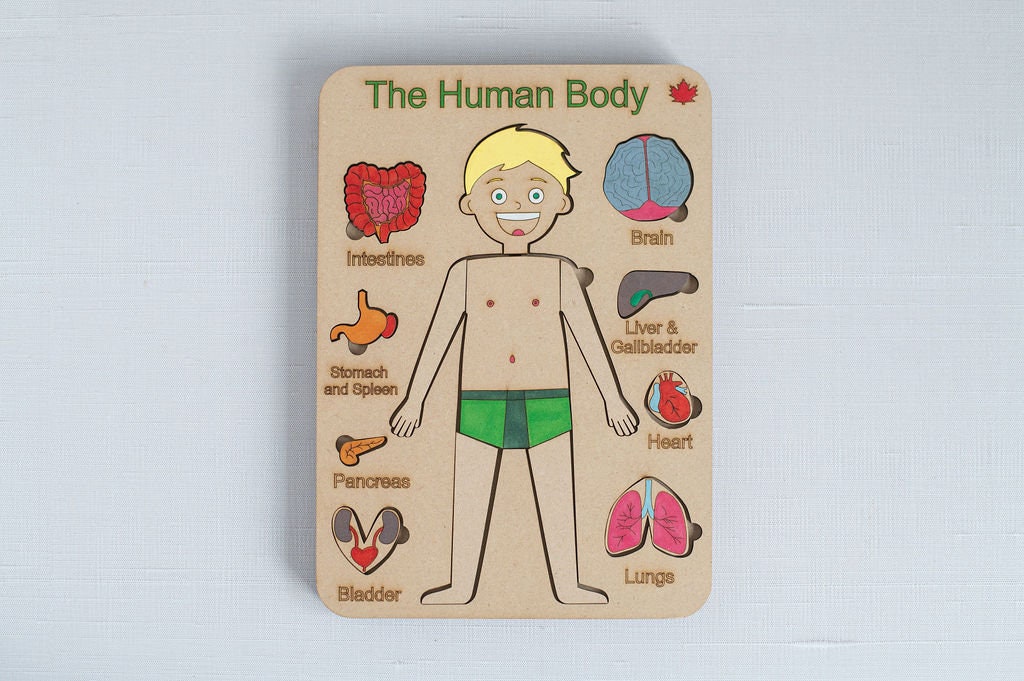 DIY Male Human Body Puzzle Kit, Internal Organs Matching Game