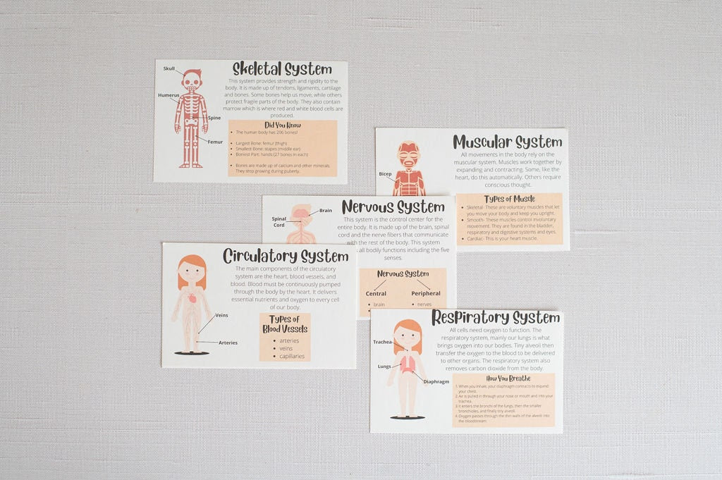 DIY Female Human Body Puzzle Kit, Internal Organs Matching Game