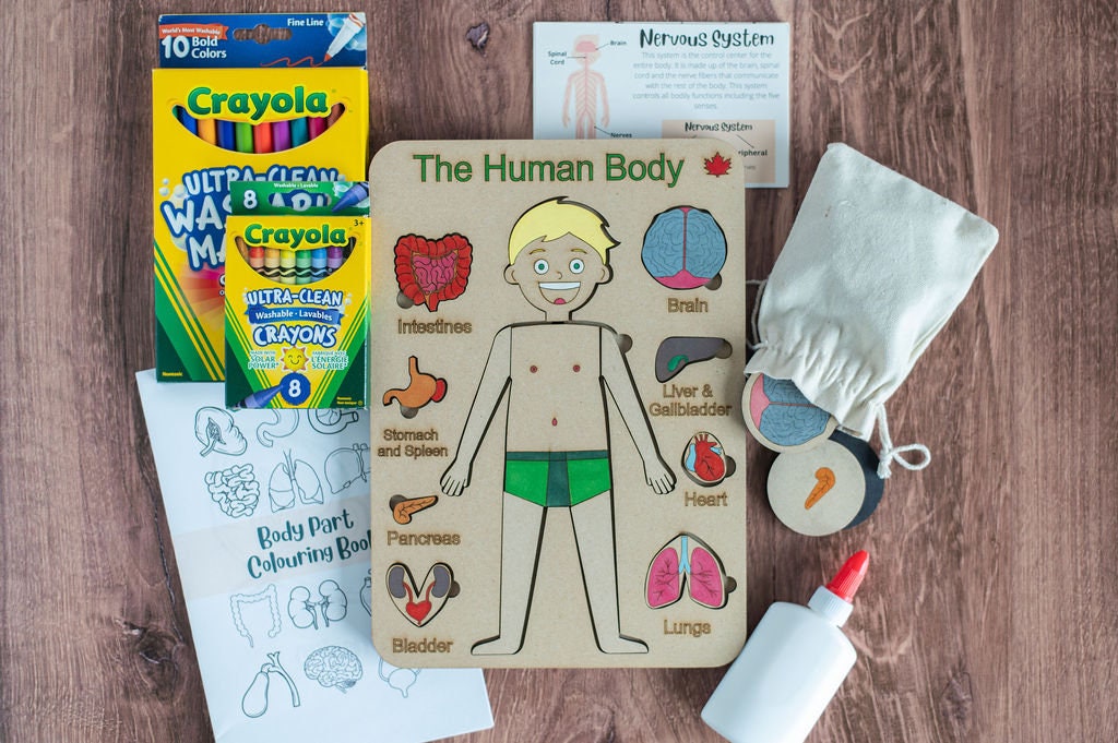 DIY Male Human Body Puzzle Kit, Internal Organs Matching Game