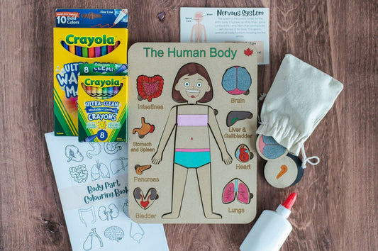 DIY Female Human Body Puzzle Kit, Internal Organs Matching Game